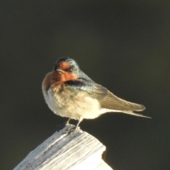 Hirundo neoxena (Welcome Swallow) at Oak Beach, QLD - 18 Aug 2022 by GlossyGal