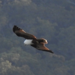 Haliastur indus (Brahminy Kite) at Oak Beach, QLD - 22 Aug 2022 by GlossyGal