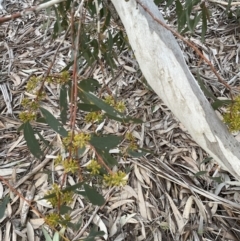 Eucalyptus pauciflora subsp. pauciflora at Aranda, ACT - 24 Aug 2022