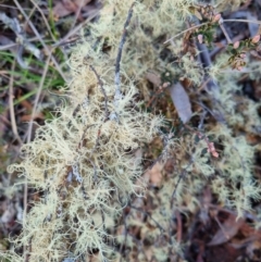 Usnea sp. (genus) (Bearded lichen) at Bungendore, NSW - 22 Aug 2022 by clarehoneydove