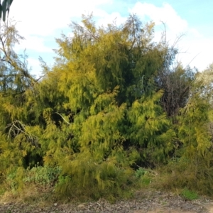 Exocarpos cupressiformis at Tralee, NSW - 24 Aug 2022