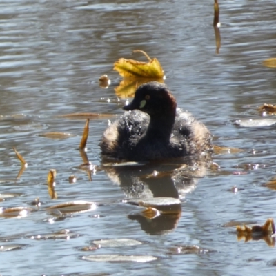 Tachybaptus novaehollandiae (Australasian Grebe) at Namadgi National Park - 24 Aug 2022 by Steve_Bok