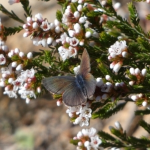 Erina acasta at Tennent, ACT - 24 Aug 2022 02:30 PM