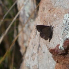 Erina acasta at Tennent, ACT - 24 Aug 2022