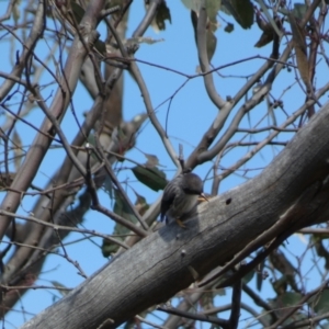 Daphoenositta chrysoptera at Paddys River, ACT - 24 Aug 2022 03:05 PM