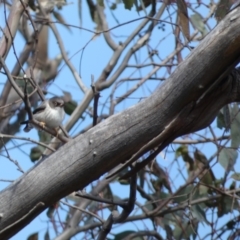 Daphoenositta chrysoptera at Paddys River, ACT - 24 Aug 2022