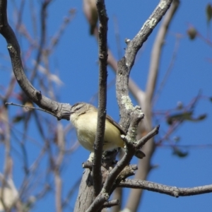 Acanthiza chrysorrhoa at Paddys River, ACT - 24 Aug 2022