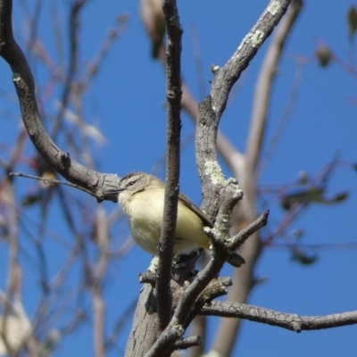 Acanthiza chrysorrhoa (Yellow-rumped Thornbill) at Paddys River, ACT - 24 Aug 2022 by Steve_Bok