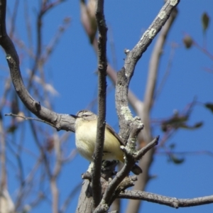 Acanthiza chrysorrhoa at Paddys River, ACT - 24 Aug 2022