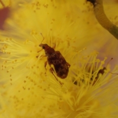 Ancyttalia sp. (genus) at Murrumbateman, NSW - 16 Aug 2022