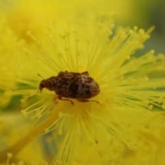 Ancyttalia sp. (genus) at Murrumbateman, NSW - 16 Aug 2022