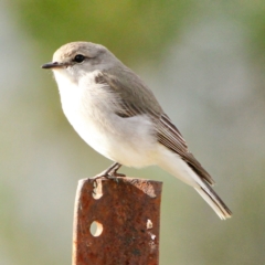 Microeca fascinans (Jacky Winter) at Murrumbateman, NSW - 17 Aug 2022 by davobj