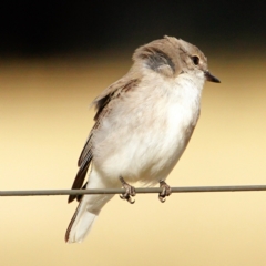 Microeca fascinans at Murrumbateman, NSW - 18 Aug 2022 09:53 AM