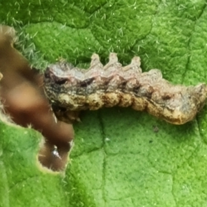 Noctuidae unclassified IMMATURE moth at Isaacs, ACT - 24 Aug 2022