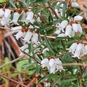 Cryptandra amara at Isaacs, ACT - 24 Aug 2022