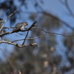 Cacomantis flabelliformis (Fan-tailed Cuckoo) at Mumbil, NSW - 23 Aug 2022 by Sandibees