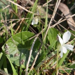 Viola odorata (Sweet Violet, Common Violet) at O'Connor, ACT - 24 Aug 2022 by ConBoekel