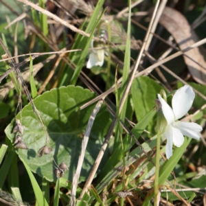 Viola odorata at O'Connor, ACT - 24 Aug 2022