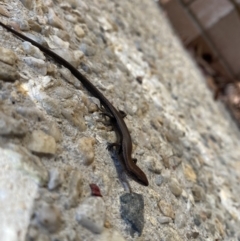 Lampropholis delicata (Delicate Skink) at Australian National University - 24 Aug 2022 by teeniiee