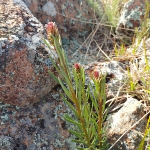 Stackhousia monogyna at Molonglo Valley, ACT - 24 Aug 2022 02:08 PM