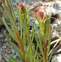 Stackhousia monogyna at Molonglo Valley, ACT - 24 Aug 2022 02:08 PM