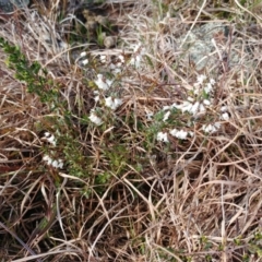 Cryptandra amara (Bitter Cryptandra) at Molonglo Valley, ACT - 24 Aug 2022 by sangio7