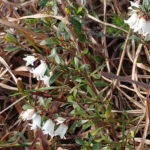 Cryptandra amara at Molonglo Valley, ACT - 24 Aug 2022