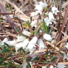 Cryptandra amara at Molonglo Valley, ACT - 24 Aug 2022