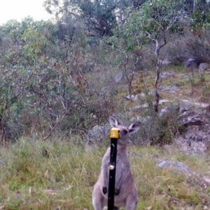 Macropus giganteus at Kambah, ACT - 27 Mar 2022 07:20 AM