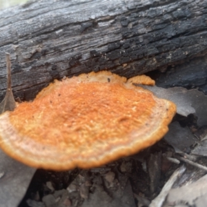 Trametes coccinea at Aranda, ACT - 25 Aug 2022