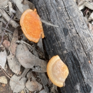 Trametes coccinea at Aranda, ACT - 25 Aug 2022