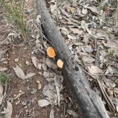 Trametes coccinea at Aranda, ACT - 25 Aug 2022