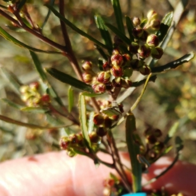 Dodonaea viscosa (Hop Bush) at Hawker, ACT - 24 Aug 2022 by sangio7