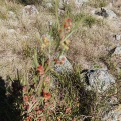 Dodonaea viscosa at Hawker, ACT - 24 Aug 2022 12:50 PM