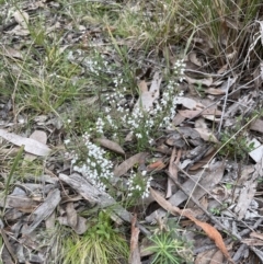 Cryptandra amara (Bitter Cryptandra) at Aranda Bushland - 25 Aug 2022 by lbradley