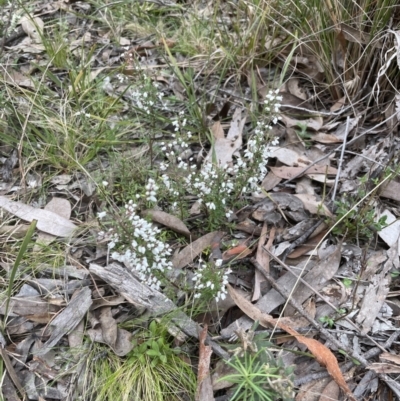 Cryptandra amara (Bitter Cryptandra) at Aranda Bushland - 25 Aug 2022 by lbradley