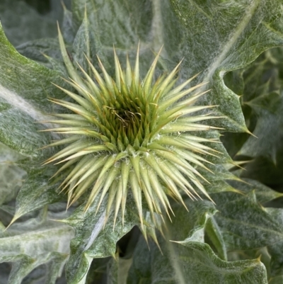 Onopordum acanthium (Scotch Thistle) at Jerrabomberra, NSW - 25 Aug 2022 by Steve_Bok