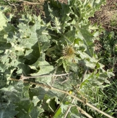 Onopordum acanthium at Jerrabomberra, NSW - 25 Aug 2022