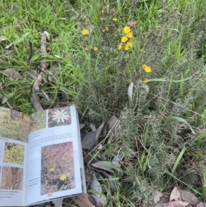 Hibbertia calycina at Aranda, ACT - 25 Aug 2022 05:26 PM