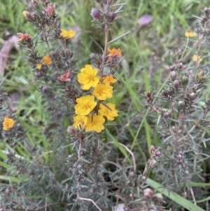 Hibbertia calycina at Aranda, ACT - 25 Aug 2022 05:26 PM