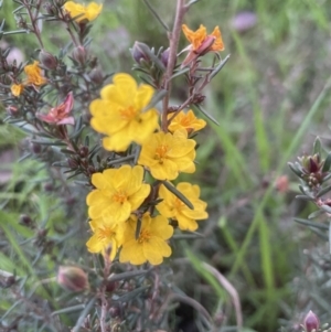 Hibbertia calycina at Aranda, ACT - 25 Aug 2022 05:26 PM