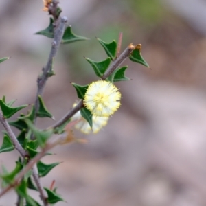 Acacia gunnii at Stromlo, ACT - 25 Aug 2022 02:30 PM