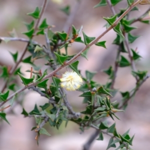 Acacia gunnii at Stromlo, ACT - 25 Aug 2022 02:30 PM