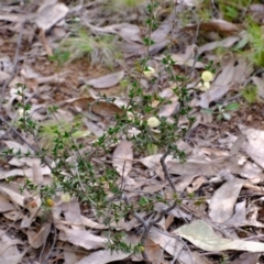 Acacia gunnii at Stromlo, ACT - 25 Aug 2022 02:30 PM