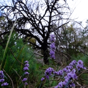 Hovea heterophylla at Stromlo, ACT - 25 Aug 2022