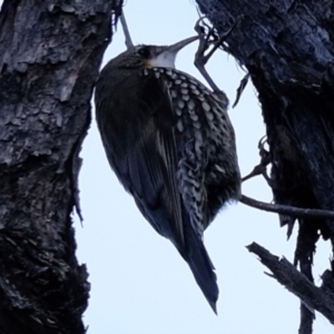 Cormobates leucophaea at Molonglo Valley, ACT - 25 Aug 2022