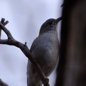 Colluricincla harmonica at Stromlo, ACT - 25 Aug 2022 04:14 PM