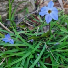 Ipheion uniflorum (Spring Star-flower) at Bungendore, NSW - 25 Aug 2022 by clarehoneydove