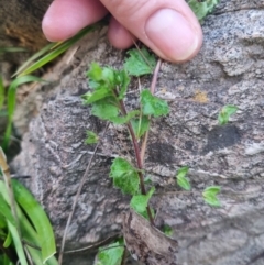 Veronica persica (Creeping Speedwell) at Bungendore, NSW - 25 Aug 2022 by clarehoneydove