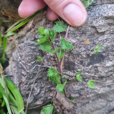 Veronica persica (Creeping Speedwell) at Bungendore, NSW - 25 Aug 2022 by clarehoneydove